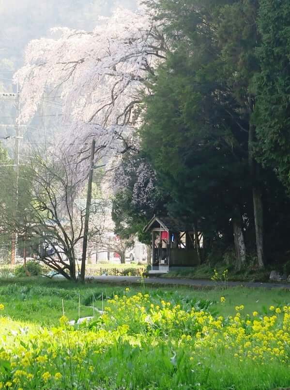 六日市の茶場巡り